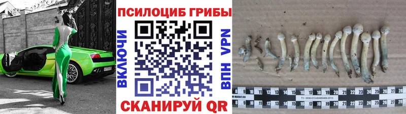 блэк спрут сайт  наркота  Ядрин  Псилоцибиновые грибы мицелий 